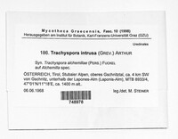 Image of Trachyspora alchemillae
